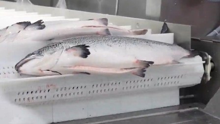 Chile tạm dừng xuất khẩu cá hồi đến Trung Quốc do sự bùng phát virus corona