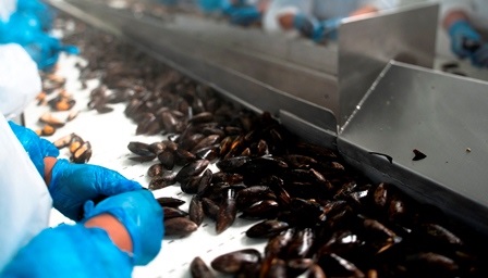 EU: Nhập khẩu vẹm từ Chile tăng trong tuần đầu tháng 6/2020