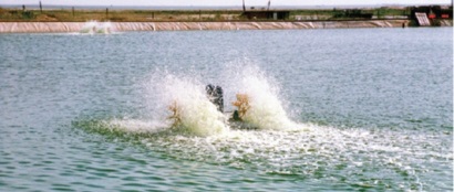 Trung Quốc: Sản lượng tôm chân trắng giảm