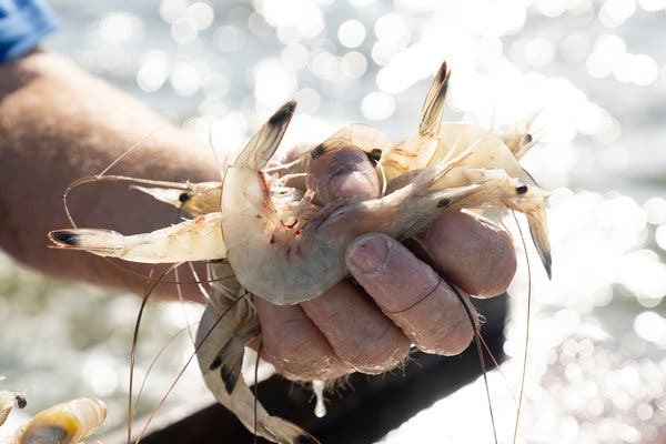 EU: Nhu cầu nhập khẩu tôm tốt hơn trong tháng 6 và 7/2020