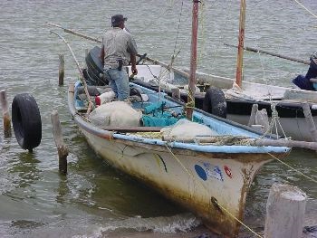 Mexico: Sản lượng bạch tuộc đạt 3.000 trong 50 ngày