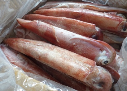 Peru đặt ra hạn ngạch lớn đối với mực ống lớn năm 2018