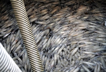 Peru: Tăng cường hoạt động khai thác mực