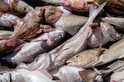 Mỹ: Giá cá tuyết Haddock cấp đông 2 lần tăng mạnh