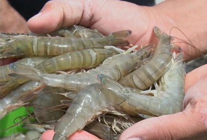 Myanmar, Thái Lan ký thỏa thuận nuôi tôm 