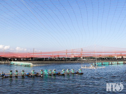 Ninh Thuận: Tăng cường công tác phòng, chống dịch bệnh trên tôm nuôi