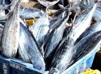 Giá cá ngừ nhập khẩu vào Nhật Bản trong 8 tháng đầu năm