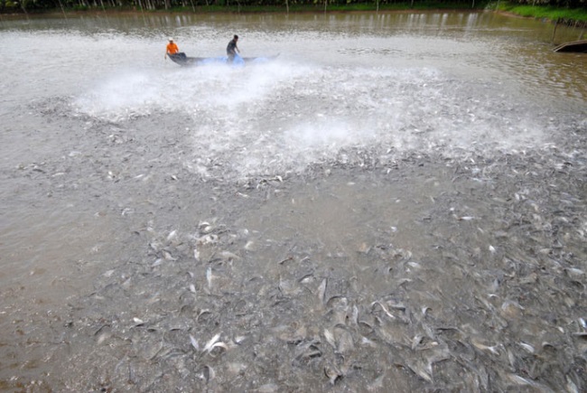 Thủy sản về đích: Chưa như kỳ vọng nhưng không thất vọng