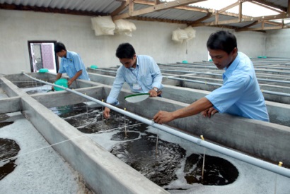 Sóc Trăng: Sản xuất giống tôm chất lượng cao mang thương hiệu ‘Tôm Việt Nam’