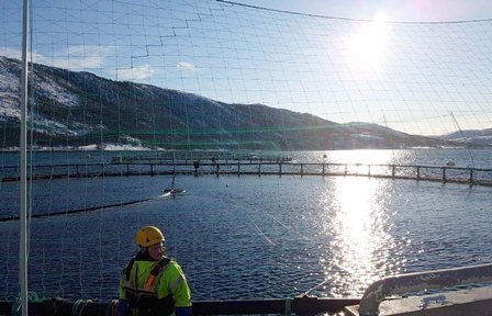 Norcod (Na Uy): Sản xuất cá tuyết quy mô công nghiệp có cơ hội làm nên lịch sử