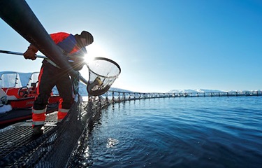 Na Uy: Sinh khối cá hồi giảm 1% trong tháng 7/2018