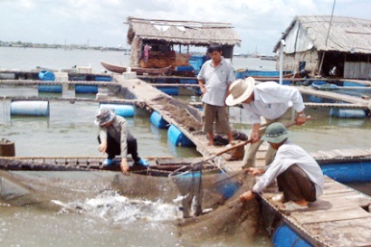 Bà Rịa - Vũng Tàu: Sản lượng thủy sản nuôi đạt gần 17.000 tấn