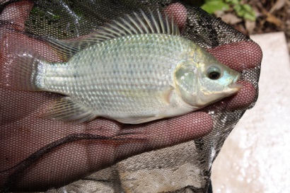 Kenya: Nuôi cá rô phi ven bờ giúp tăng lợi nhuận