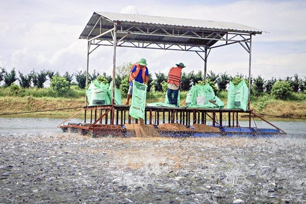 Sản xuất cá tra nguyên liệu bị ảnh hưởng kép từ COVID-19 và xâm ngập mặn