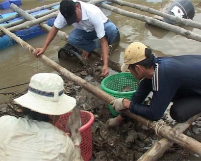 Cà Mau: Hợp tác xã Hàu lồng Đất Mũi doanh thu 4,5 tỷ đồng