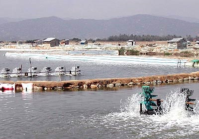 Tác động của biến đổi khí hậu đến ngành thủy sản Việt Nam 