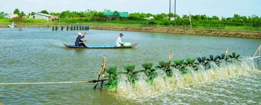 Nâng cao giá trị gia tăng sản phẩm thủy sản thông qua liên kết chuỗi