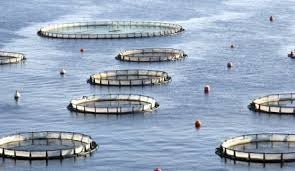 GOAL: Những nhân tố tác động lớn đến ngành nuôi trồng thuỷ sản