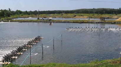 Bạc Liêu: Tháng 5 thả giống 1.846 ha tôm nuôi thâm canh, bán thâm canh 