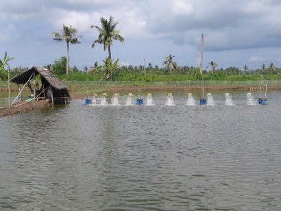 Bạc Liêu: Diện tích tôm nuôi thâm canh, bán thâm canh thả giống 2.224 ha 