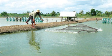 Tập trung bảo đảm nguồn điện phục vụ vùng nuôi tôm