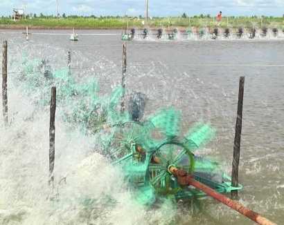 Nuôi tôm công nghiệp: Chú trọng năng suất
