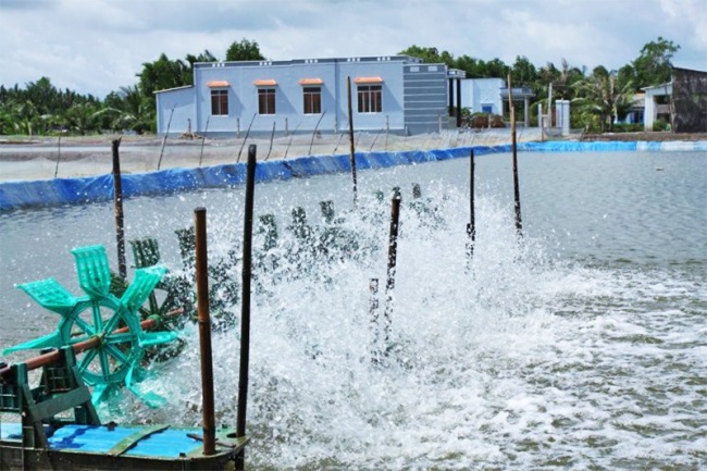 Tháng 5, tôm nuôi vào vụ