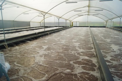 Nỗ lực nghiên cứu về loài nuôi và sự chấp nhận của ngành: Bài học để tiến bộ