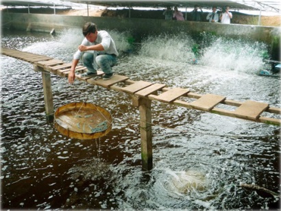 Bạc liêu: Nuôi tôm chân trắng trong nhà kính
