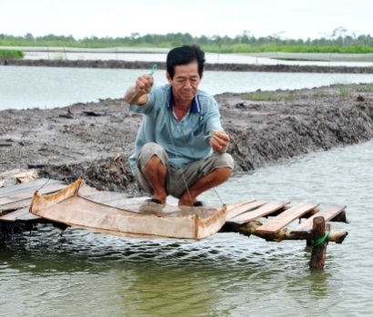 Nuôi tôm theo VietGAP thu nhập 1 tỷ đồng/ha