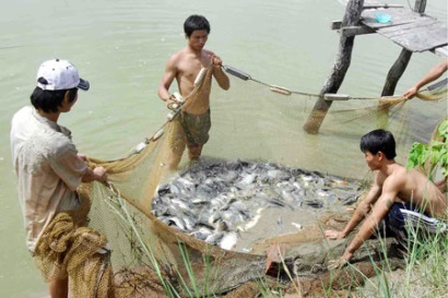 Đà Nẵng: Nuôi thủy sản nước ngọt phát triển khá