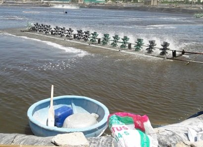 Quảng Nam: Tổng diện tích nuôi tôm thẻ lót bạt ven biển đạt trên 520 ha