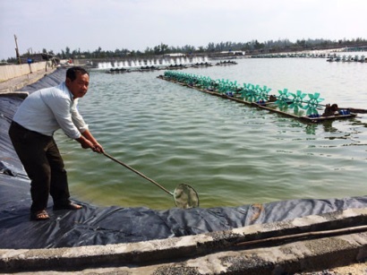 Năm 2025 cả nước có 7.000 ha diện tích nuôi tôm trên cát