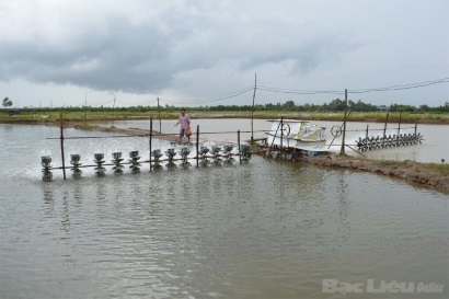 Kiên Giang: 2.900 ha tôm nuôi bị thiệt hại do nắng nóng