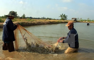 Xây dựng tiêu chí “Nuôi tôm quảng canh cải tiến dưới tán rừng”