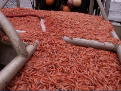 Mỹ: Khối lượng khai thác tôm hồng bờ Tây giảm 50%