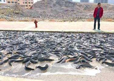 Bức tranh sáng cho thị trường cá thịt trắng trong tương lai