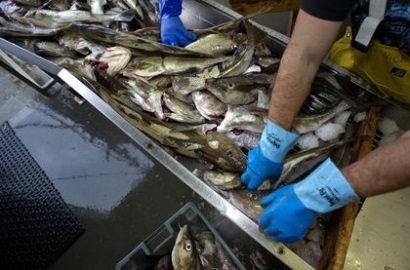 Biến đổi khí hậu - mối đe dọa cho một số loài thủy sản