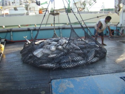 Mỹ-Thái Bình Dương thống nhất quy định mới về khai thác cá ngừ 