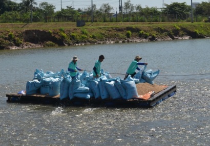 Hiệp hội cá Tra dừng xác nhận đăng ký hợp đồng xuất khẩu cá tra