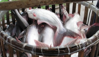 Trung Quốc: Cá tra nuôi tại thị trường nội địa 