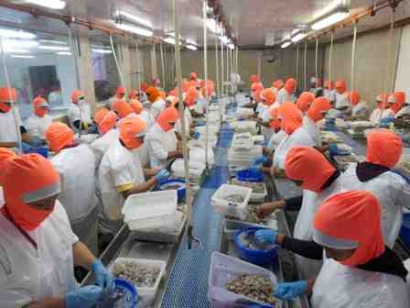 Ecuador: FTA thúc đẩy xuất khẩu tôm sang EU