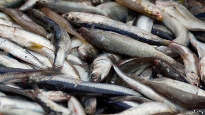 Peru: Sản lượng khai thác tăng 280% trong tháng 5