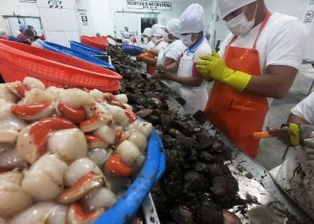 Sò điệp Peru được hưởng lợi khi Mỹ áp thuế với thủy sản Trung Quốc