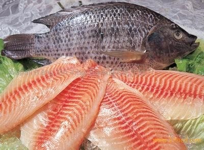 Dùng cá rô phi để lọc nước cho ao nuôi tôm