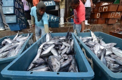 Giá cá ngừ vằn cỡ  trên 1,8kg vẫn ổn định 