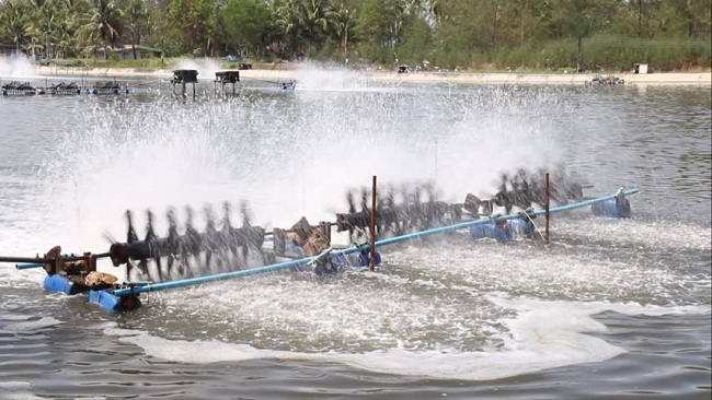 Làm sao tăng hiệu quả trong nuôi tôm?