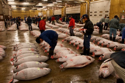 Nhật Bản: Các nhà bán buôn tại Tsukiji kêu gọi phục hồi nguồn lợi cá ngừ mắt to