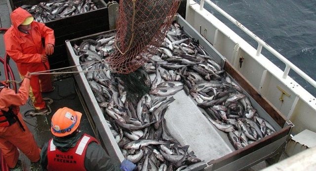 Giá cá minh thái H&G giảm khi các nhà máy Trung Quốc thiếu trầm trọng đơn hàng