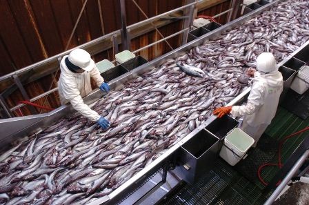 Mỹ Xuất khẩu surimi cá minh thái Alaska sang Nhật Bản giảm 74% 